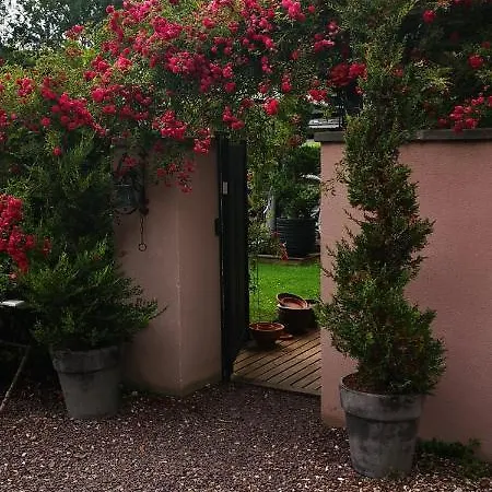 Camelia *
